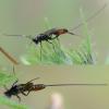 Cryptinae inconnu